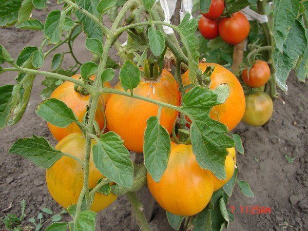 saved honey tomato in the garden