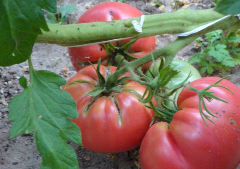 Tomate Tretyakovsky en el jardín