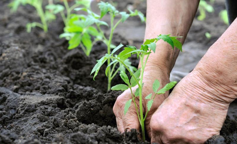 tomato care