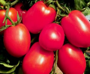 Characteristics and description of De Barao tomatoes