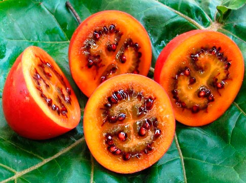 tomato tree fruit