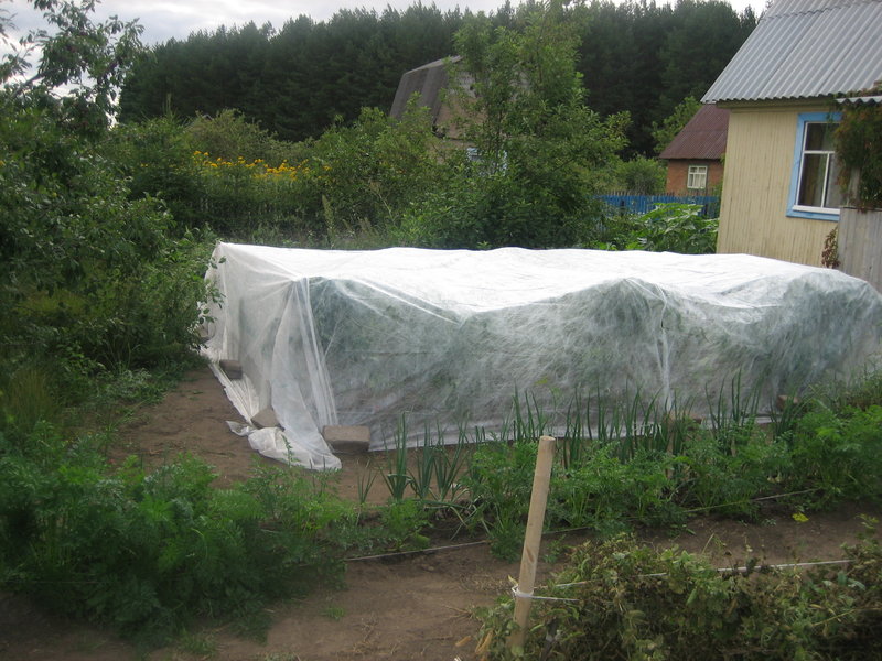 mettre les tomates à l'abri