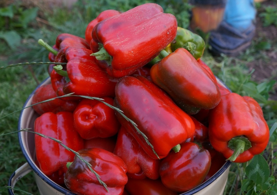 California miracle pepper in a bowl