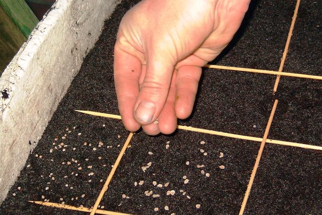 sowing tomatoes in a greenhouse