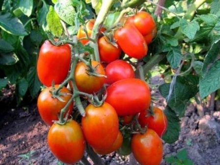 miracle de marinage de tomates