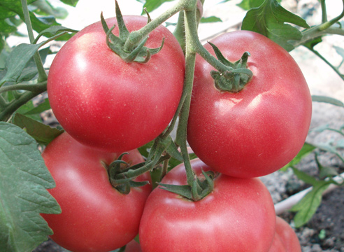 tomato bushes openwork f1