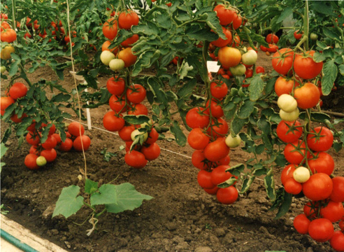 tomate dans le jardin