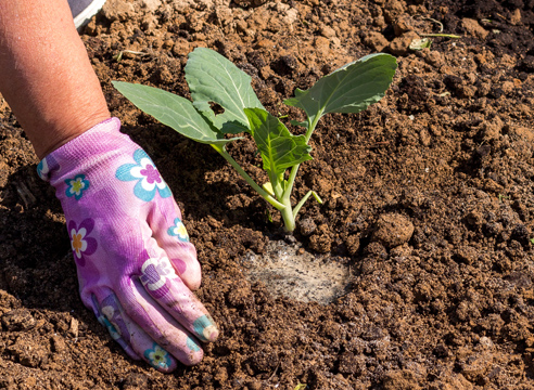 planter du chou en pleine terre