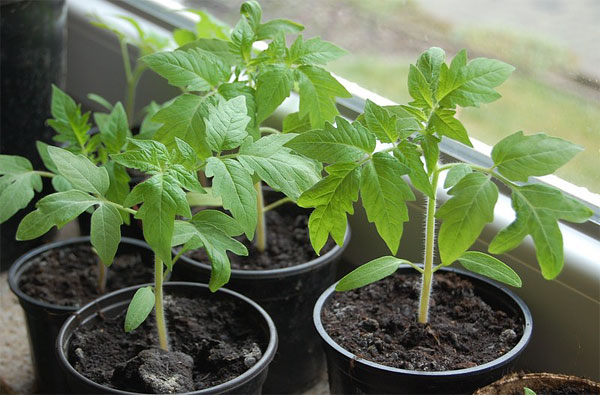 plántulas de tomate en macetas