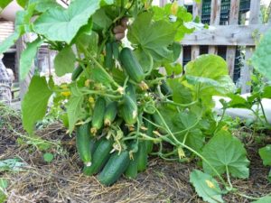 Cultivo, características y descripción de variedades de pepino de arbusto para campo abierto.