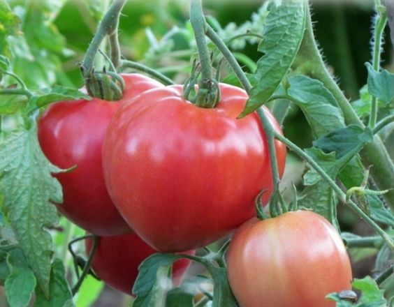 tomate en una rama