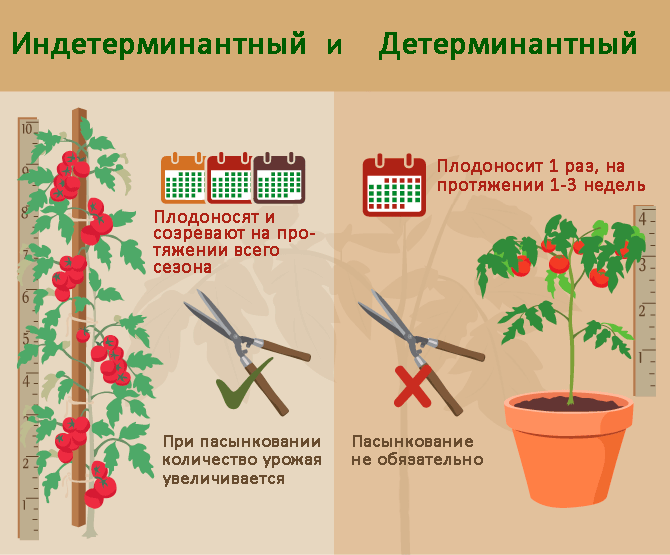 differences between determinant and indeterminate tomato varieties