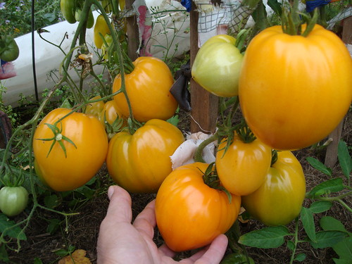 récolte de tomates