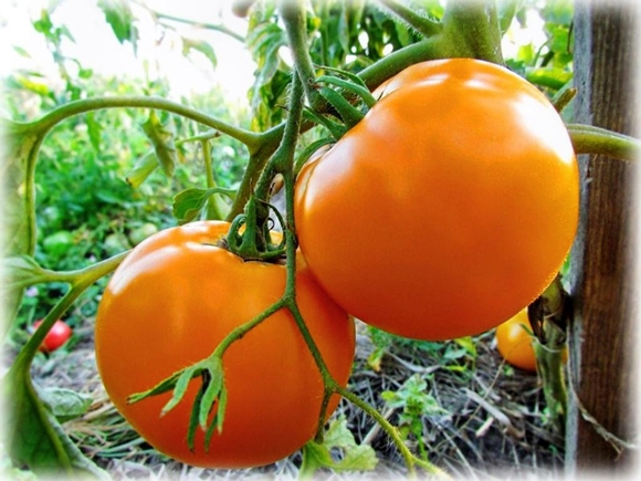 tomato Keajaiban jeruk di kebun