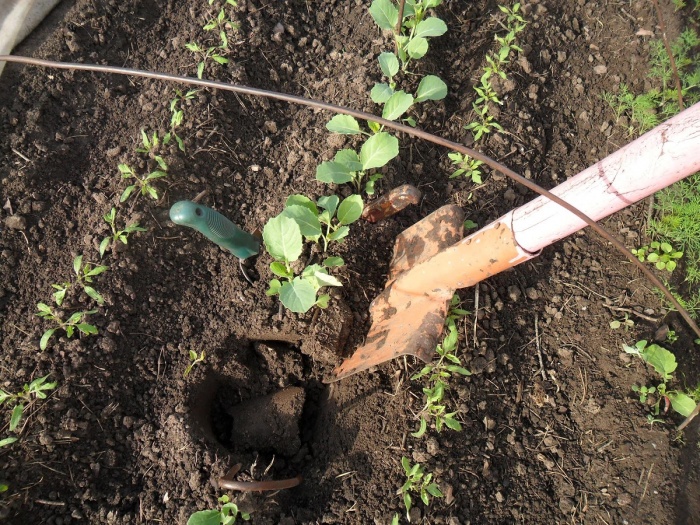 creuser le chou-fleur dans le potager