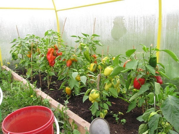 pimientos de invernadero