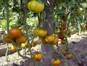 Características y descripción de la caja de tomate variedad Malaquita, su rendimiento