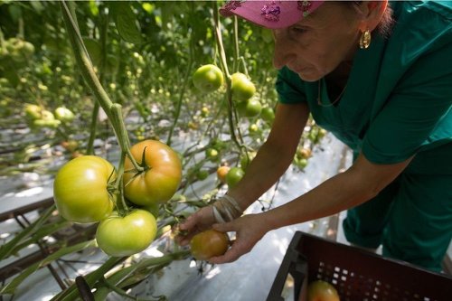 picking tomato t 34