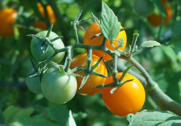 penanaman tomato