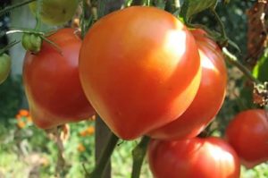 Características y descripción de la variedad de tomate rosa Abakansky, su rendimiento.