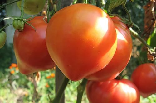 Tomate rose abakan dans le jardin