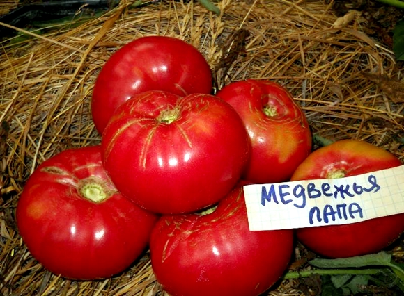 apparence de patte d'ours tomate