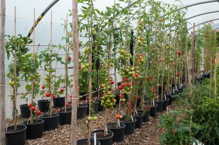 Tomate spasskaya tower en pots