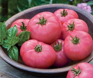 Características y descripción de la variedad de tomate Pink Miracle, su rendimiento.