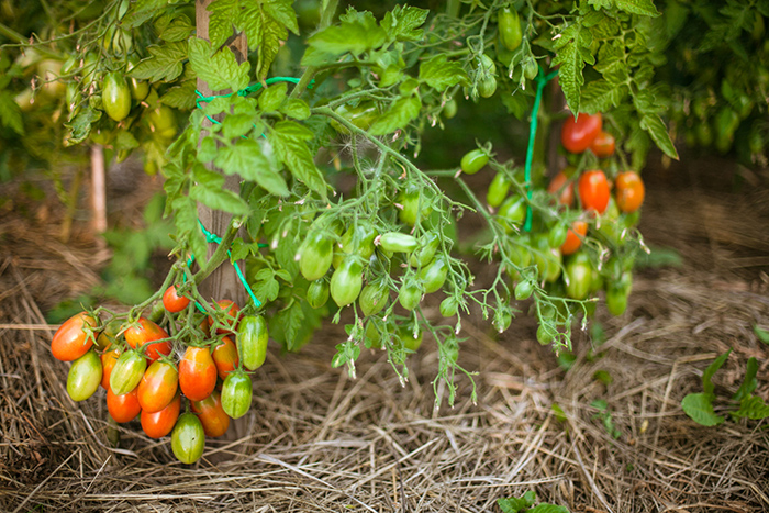 papillon tomate