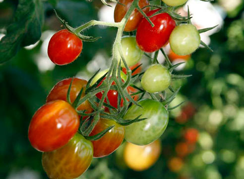 tomato mini star