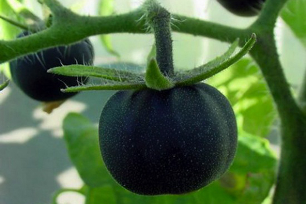 tomate framboise noire