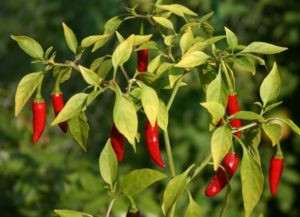 Junto a lo que puede y no puede plantar pimientos amargos, cómo elegir un vecindario en el jardín