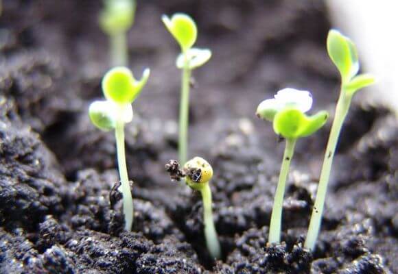 elongated cabbage seedlings in the garden