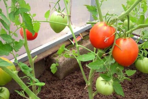 tomato variety Pyshka F1