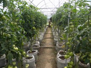 Varieties of the best and most productive tomatoes for the Urals in a greenhouse