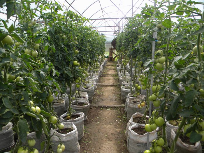 tomatoes in the greenhouse