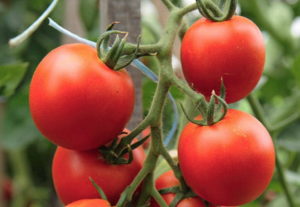 Caractéristiques et description de la variété de tomate Résidente d'été, son rendement