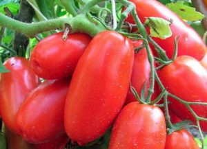 Characteristics and description of the tomato variety Siberian troika, yield