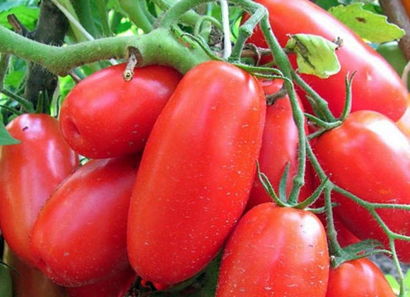 la aparición del tomate troika siberiano