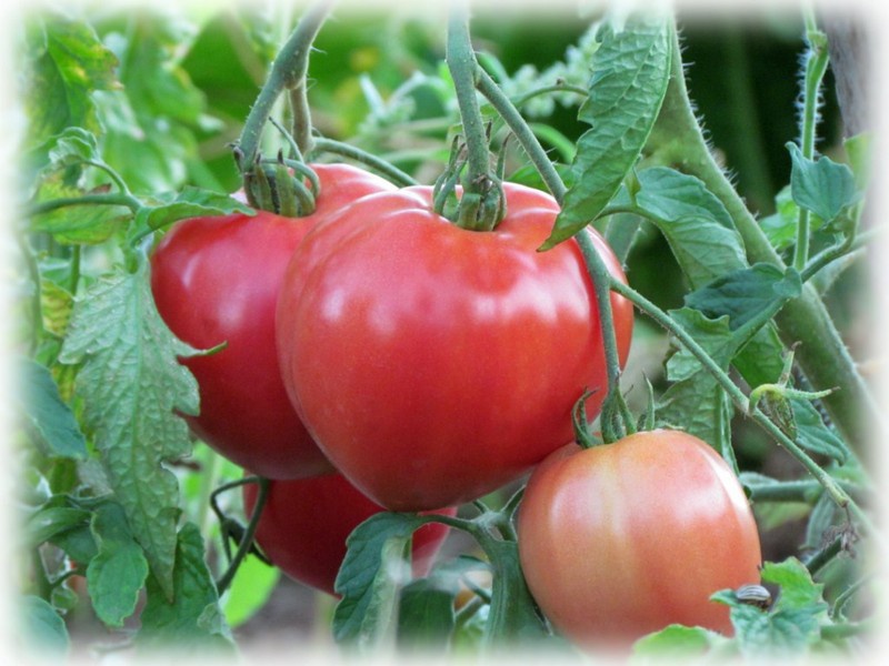 Tomate abakan dans le jardin