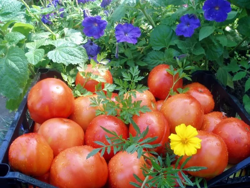 giant tomato