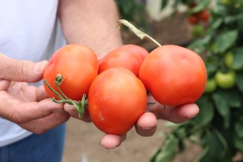 tomato Ivanhoe F1 di tangan