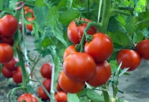 Características y descripción de la variedad de tomate Maryina Roshcha, su rendimiento.