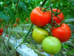 Ciri dan keterangan mengenai varieti tomato Demidov, hasilnya