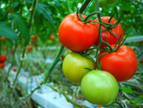 tomato bushes demidov