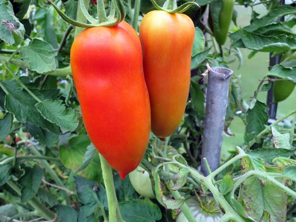 pisang tomato merah