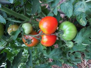 Caractéristiques et description de la variété de tomate Moskvich, son rendement