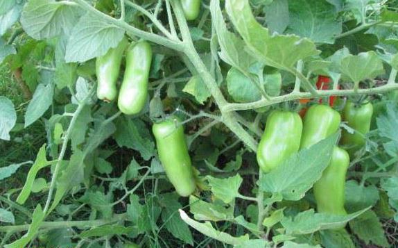 brûleur de tomates