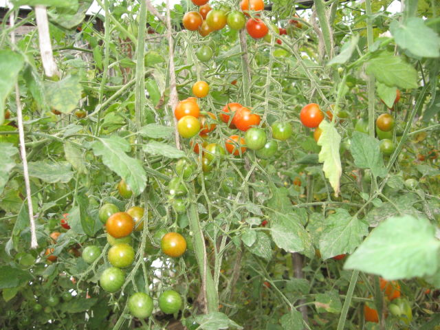 sekumpulan tomato merah