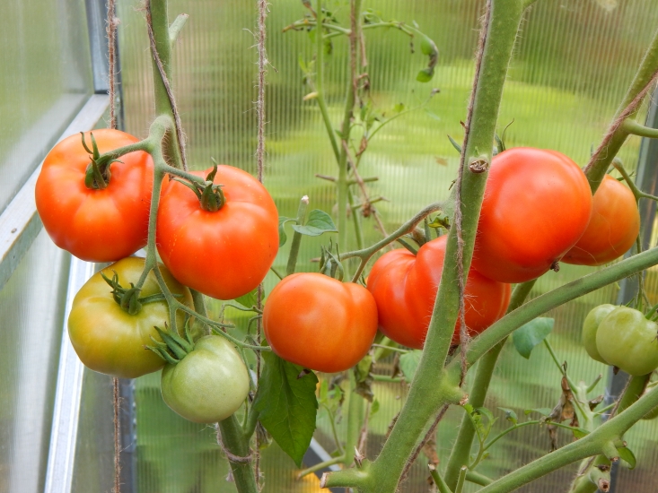 Tomate Hurricane F1 dans une serre